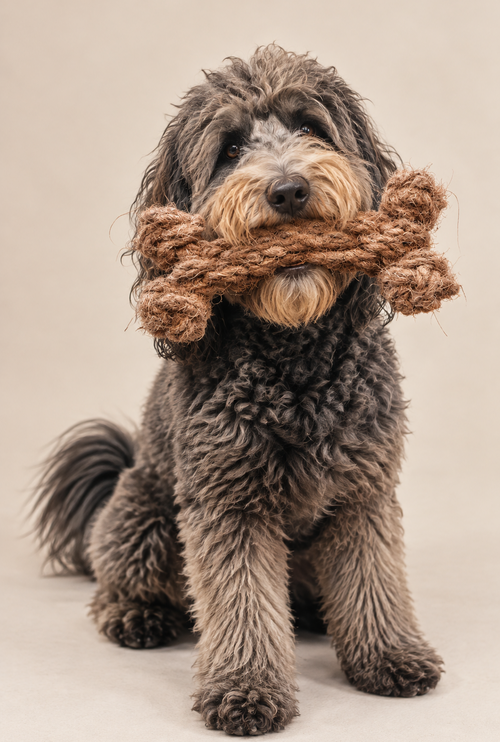 Dog playing with The Coco Bone™ | natural coconut husk enrichment toy